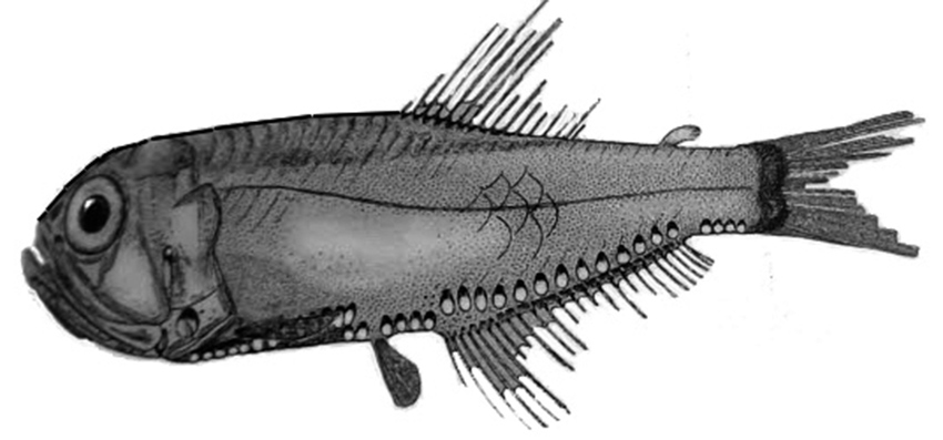 Margrethia obtusirostra_01.jpg